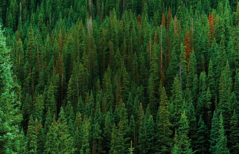 PLANTING TREES